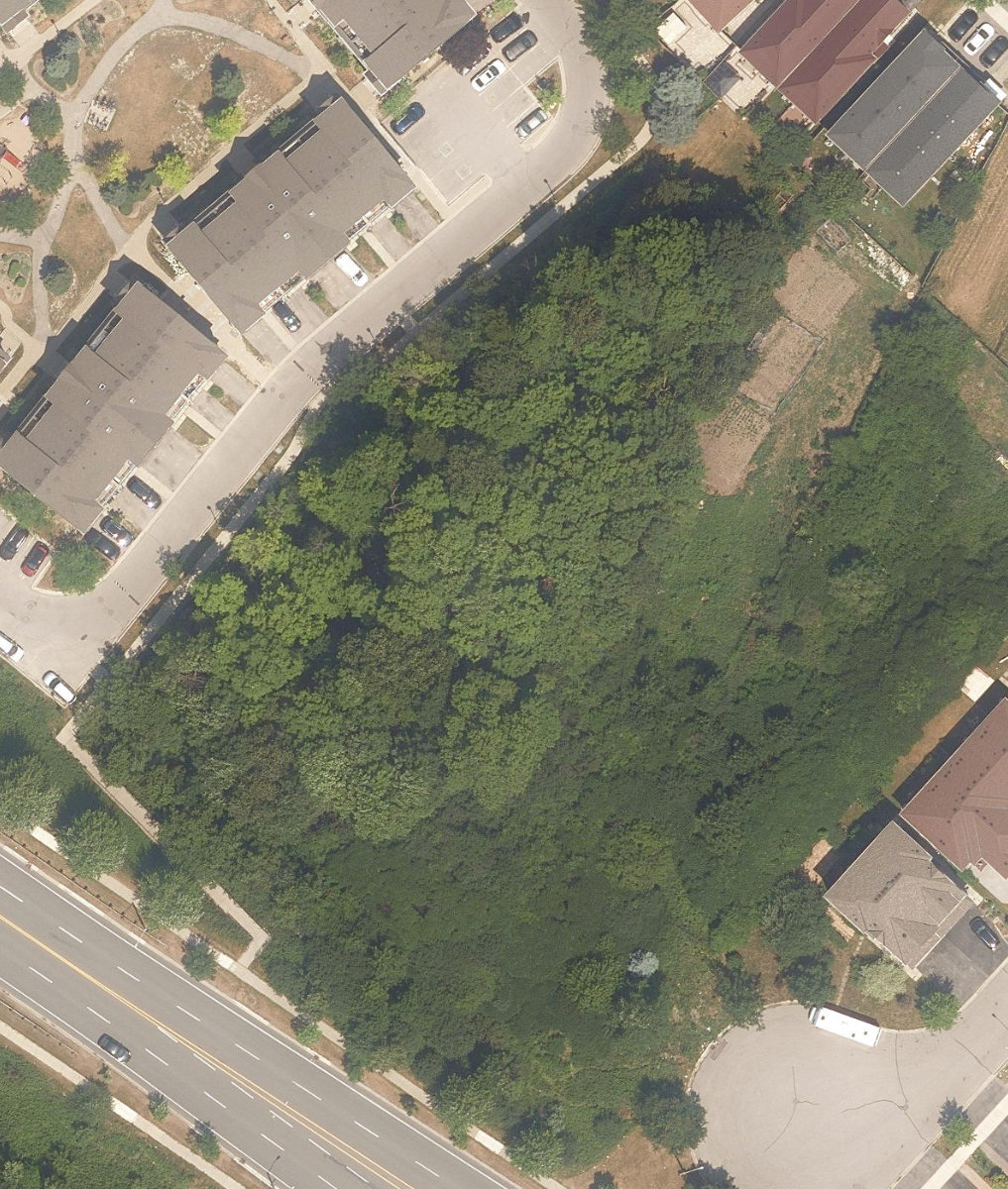 Tapscott Woodlot, site photograph