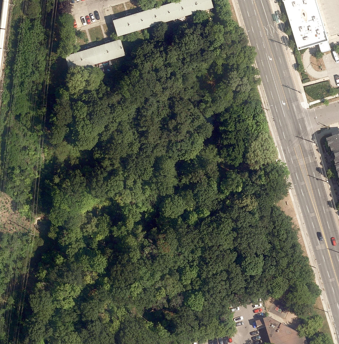 Firvalley Woods, site photograph